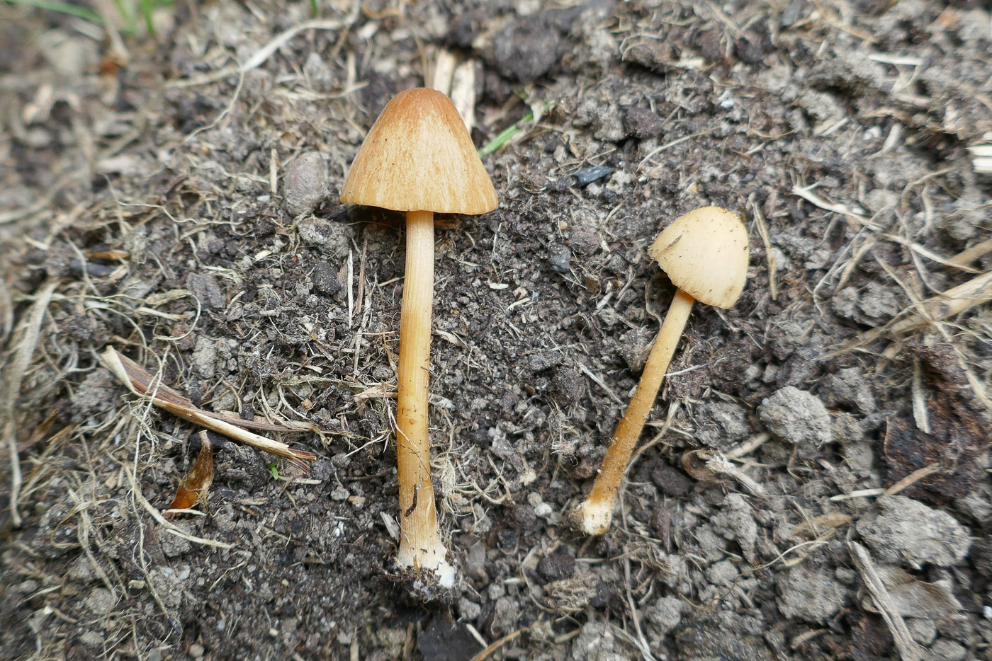 Photo by Jackie Ewan Conocybe pubescens by Jackie Ewan